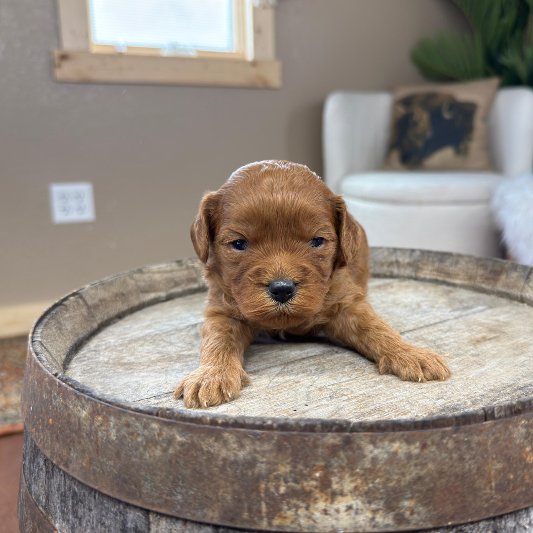 Cavapoo-Puppies