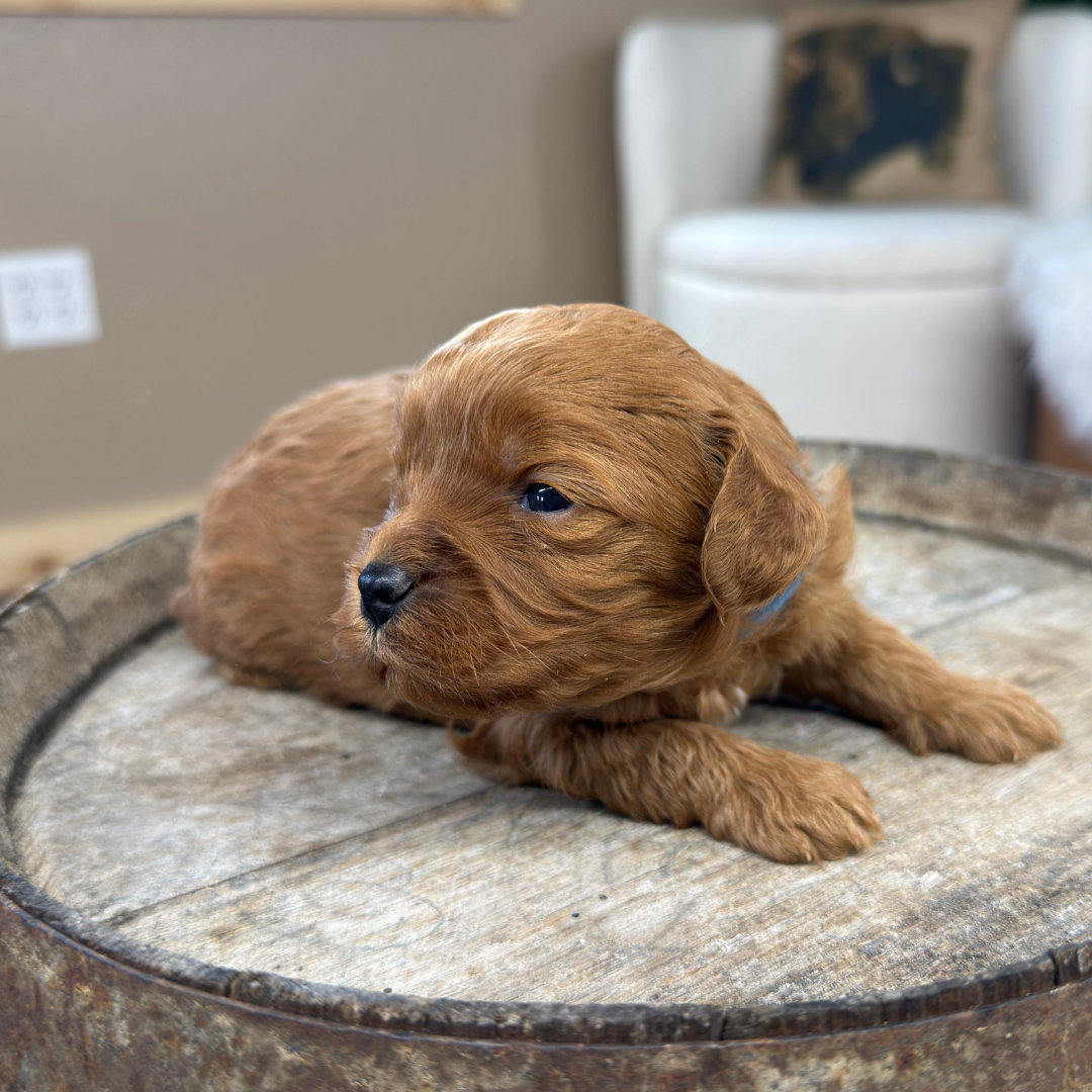 Cavapoo-Puppies