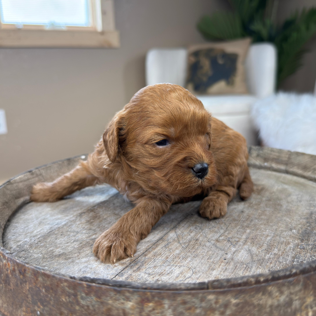 Cavapoo-Puppies