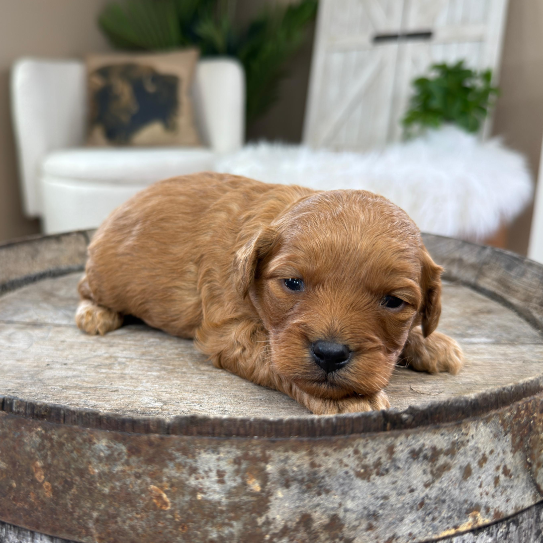 Cavapoo-Puppies