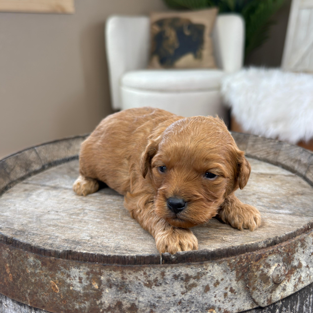 Cavapoo-Puppies