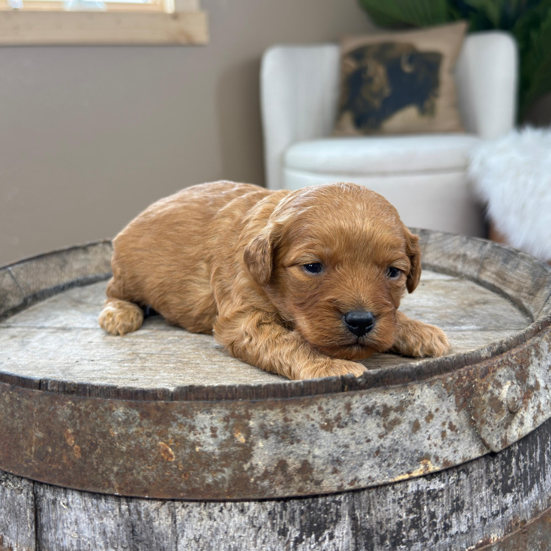 Cavapoo-Puppies