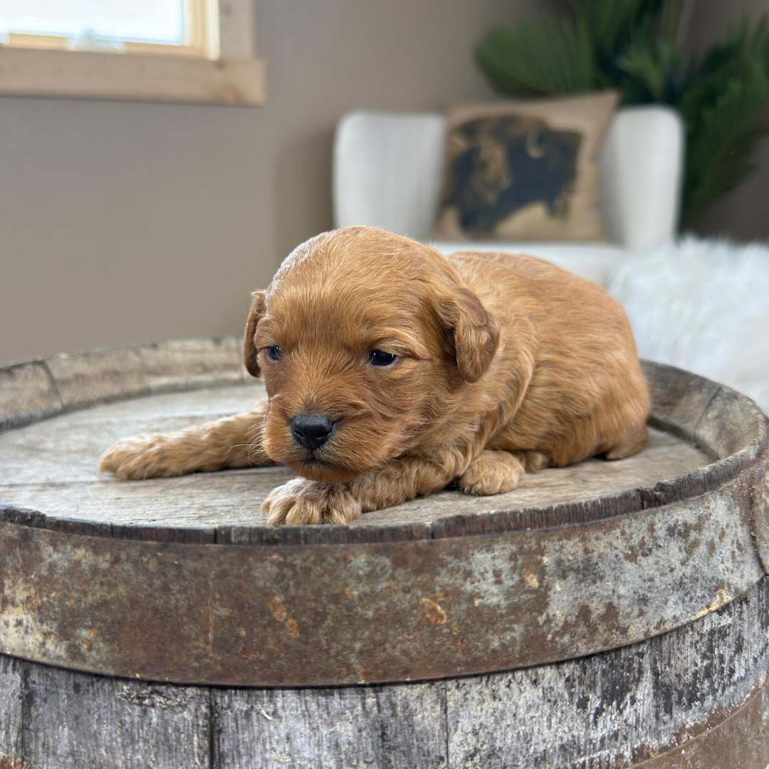 Cavapoo-Puppies