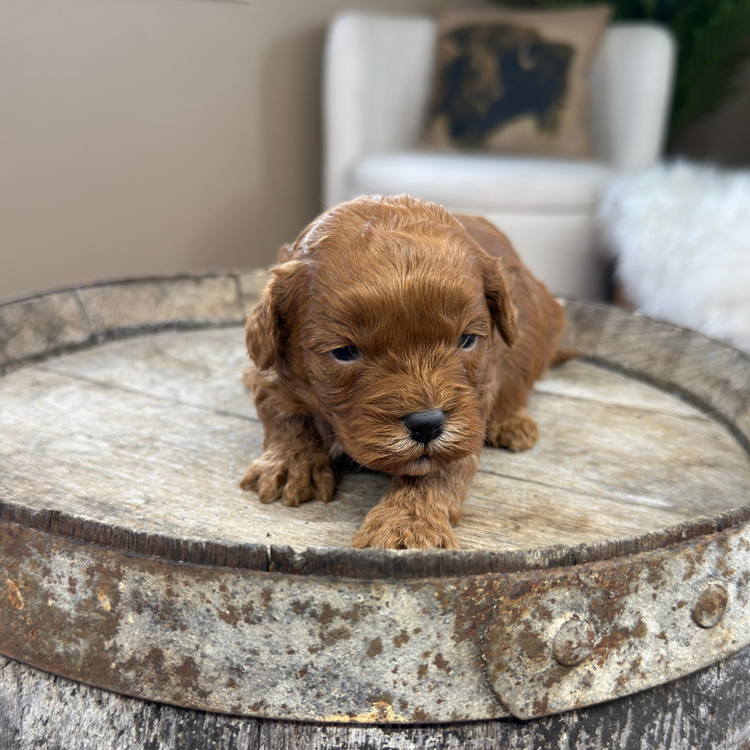 Cavapoo-Puppies