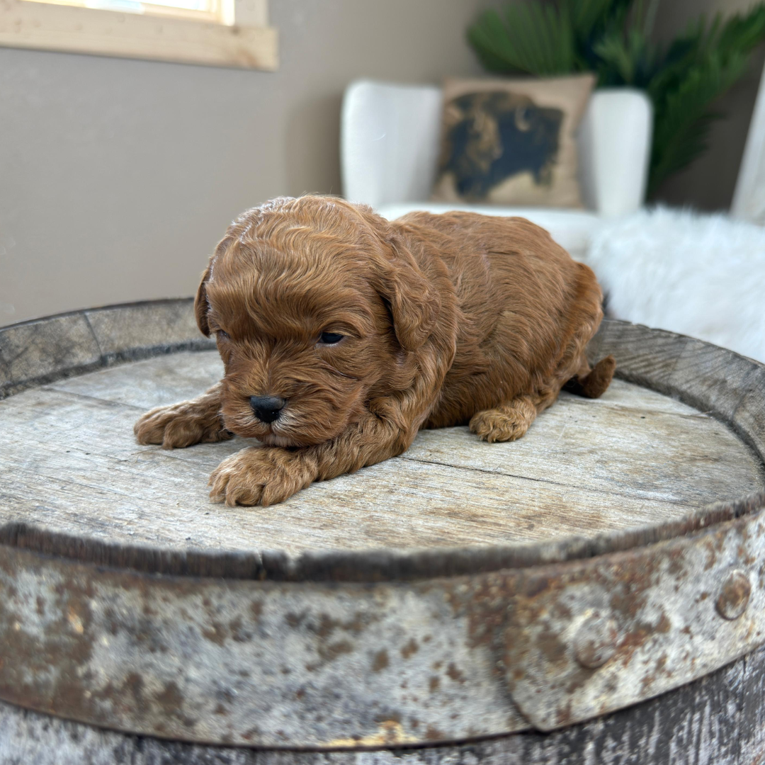 Cavapoo-Puppies