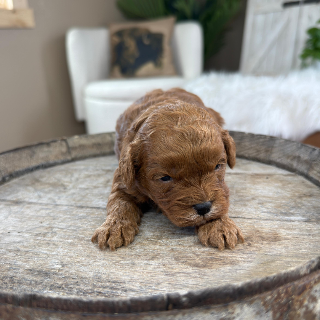 Cavapoo-Puppies