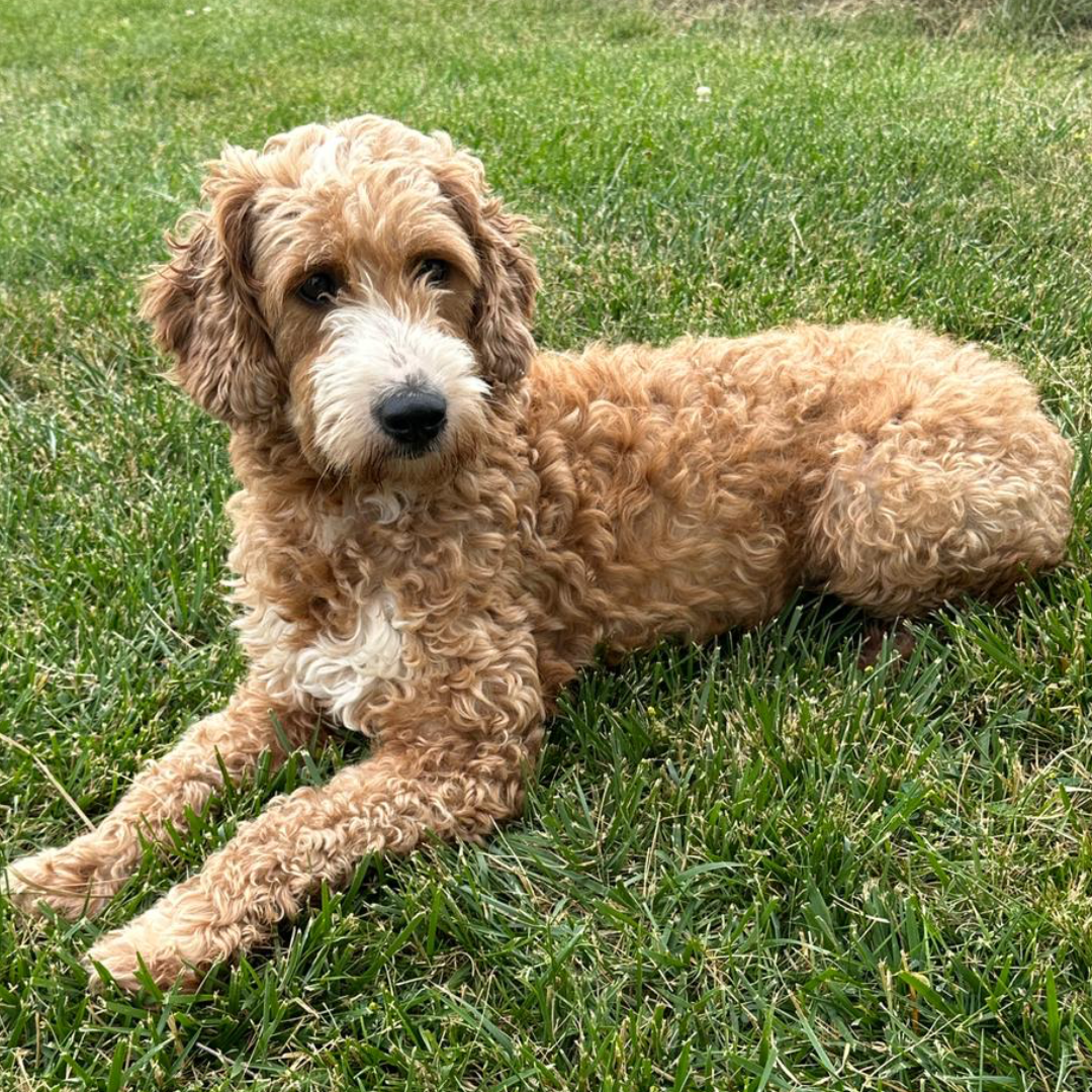 Mini-Goldendoodles