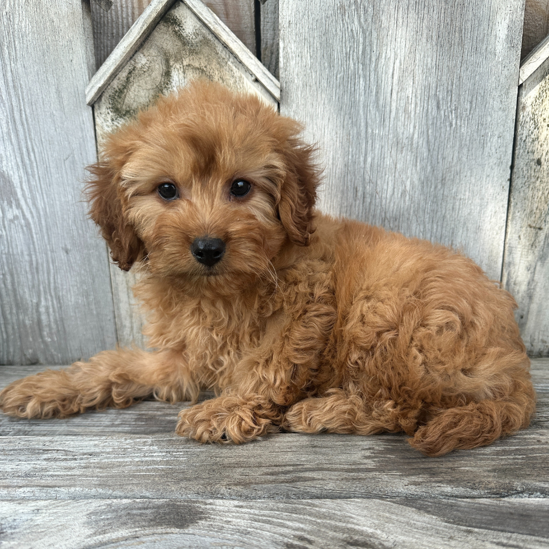Cavapoo-Puppies
