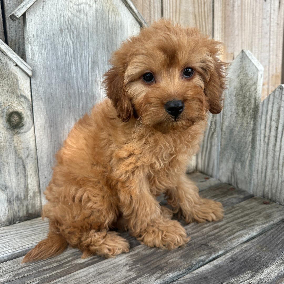 Cavapoo-Puppies