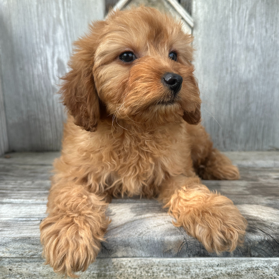 Cavapoo-Puppies