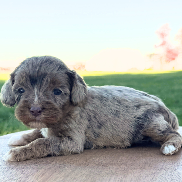 Merle-Cavapoo