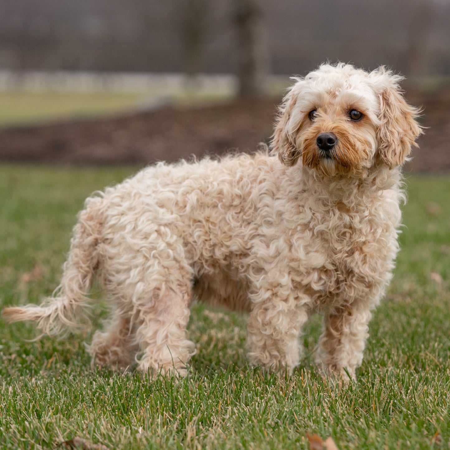 Cavapoo mama standing on a grassy field with a blurred natural background