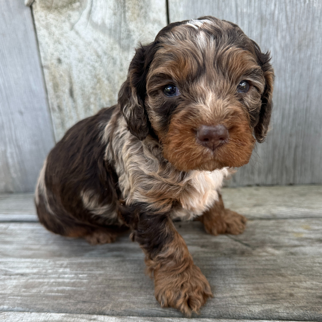 Chocolate-Merle-Cavapoo