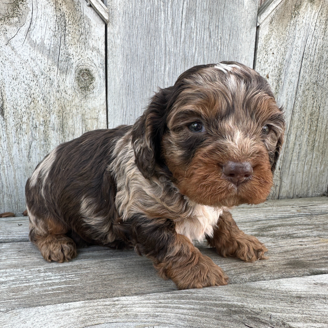 Chocolate-Merle-Cavapoo