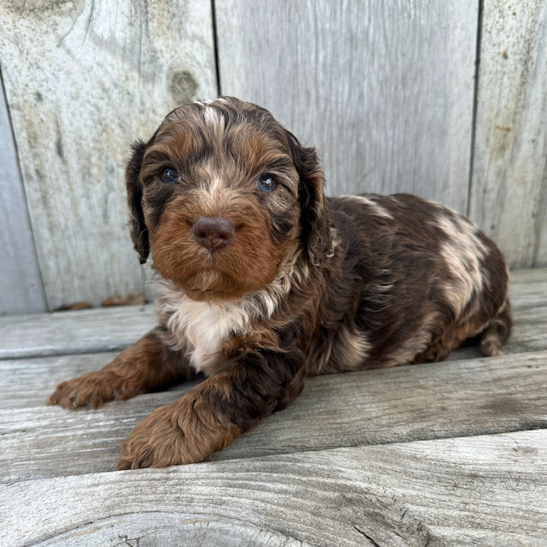 Chocolate-Merle-Cavapoo