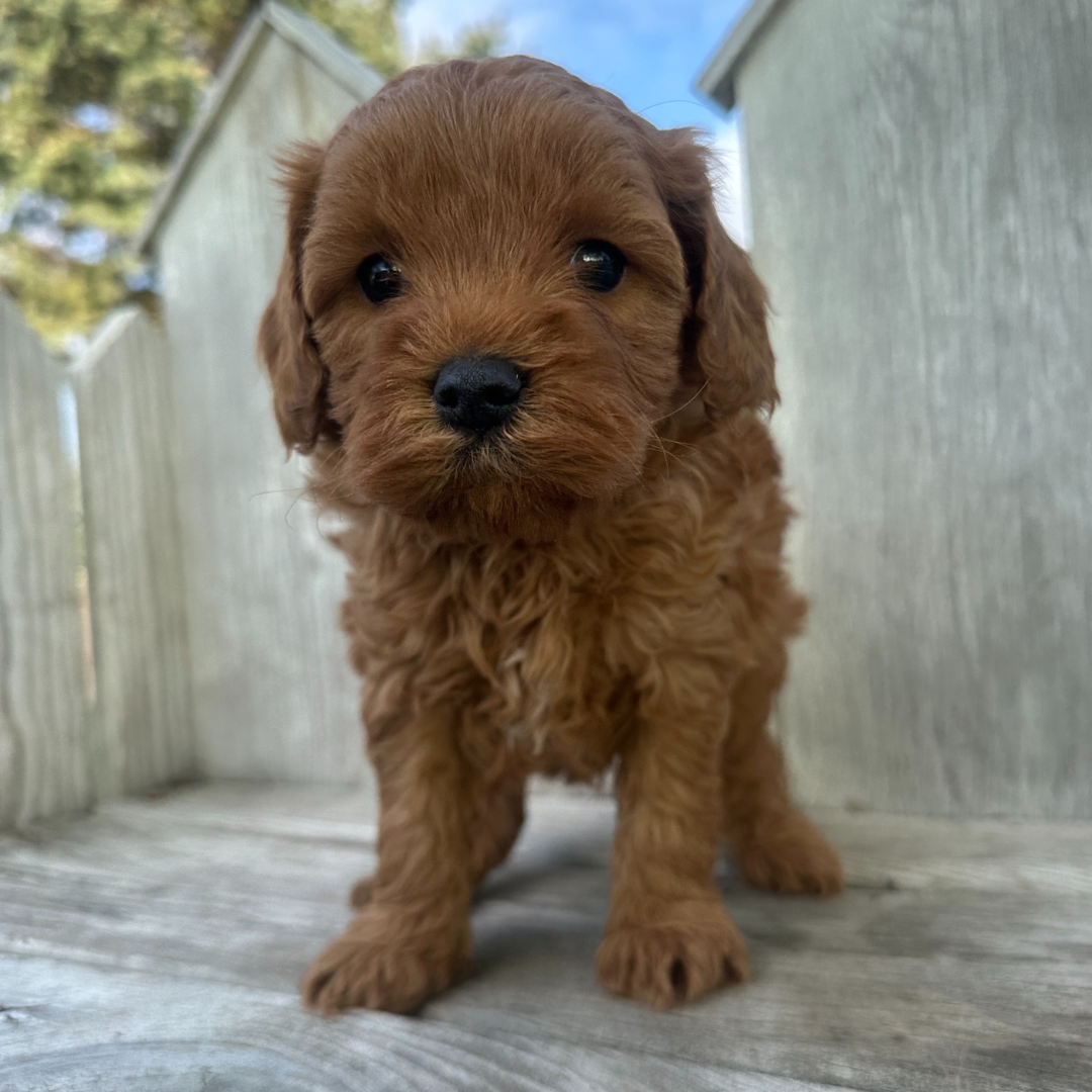 Nacho