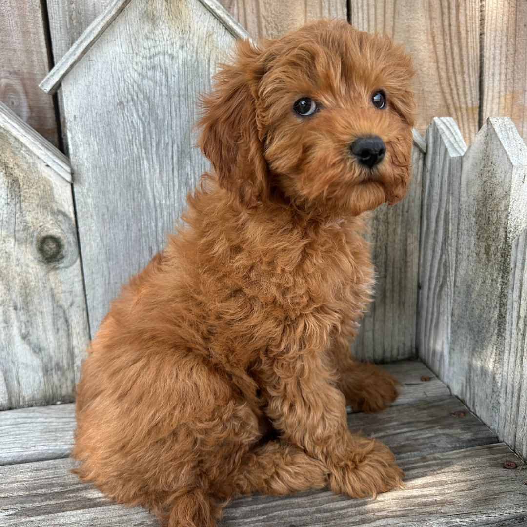 Cavapoo-Puppies