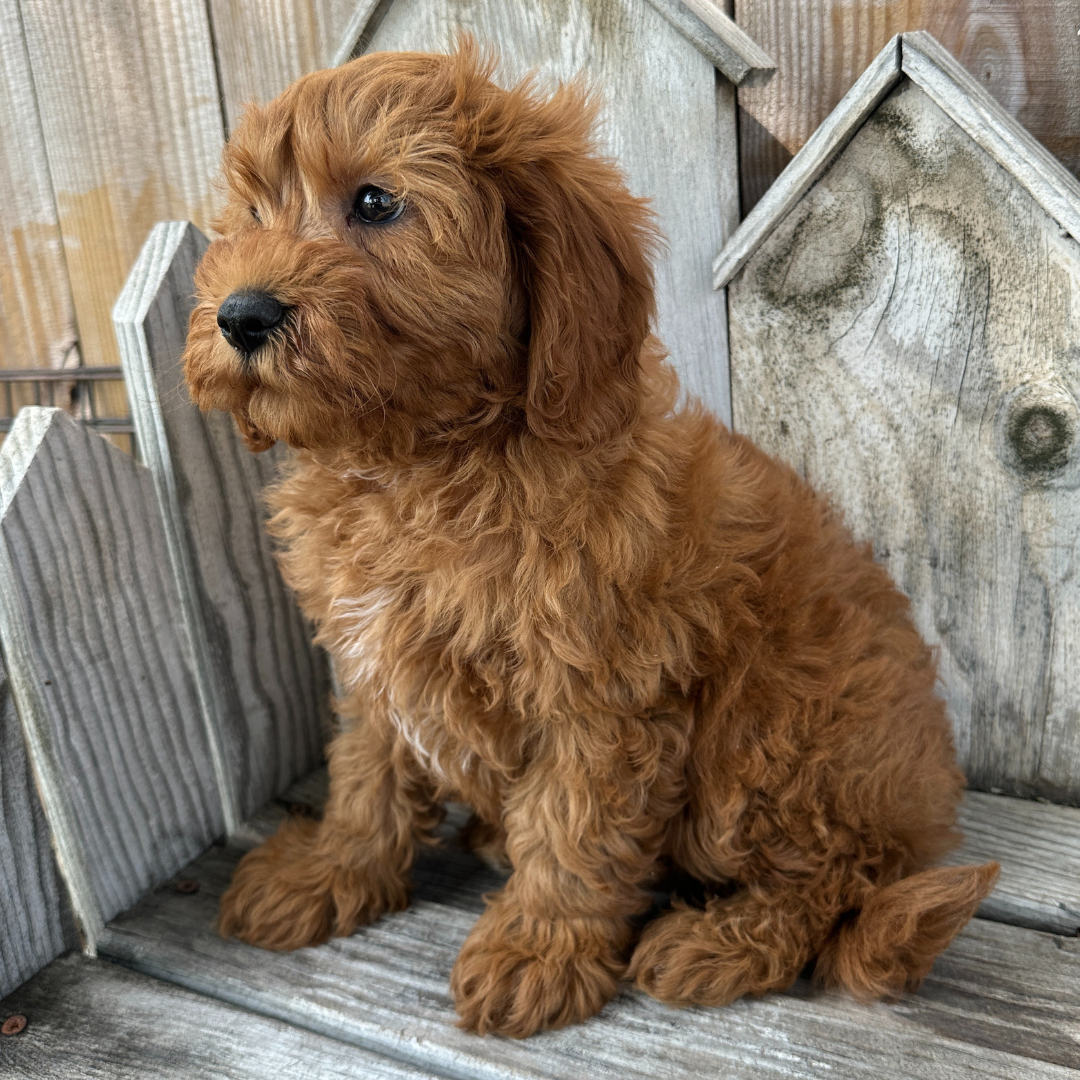 Cavapoo-Puppies