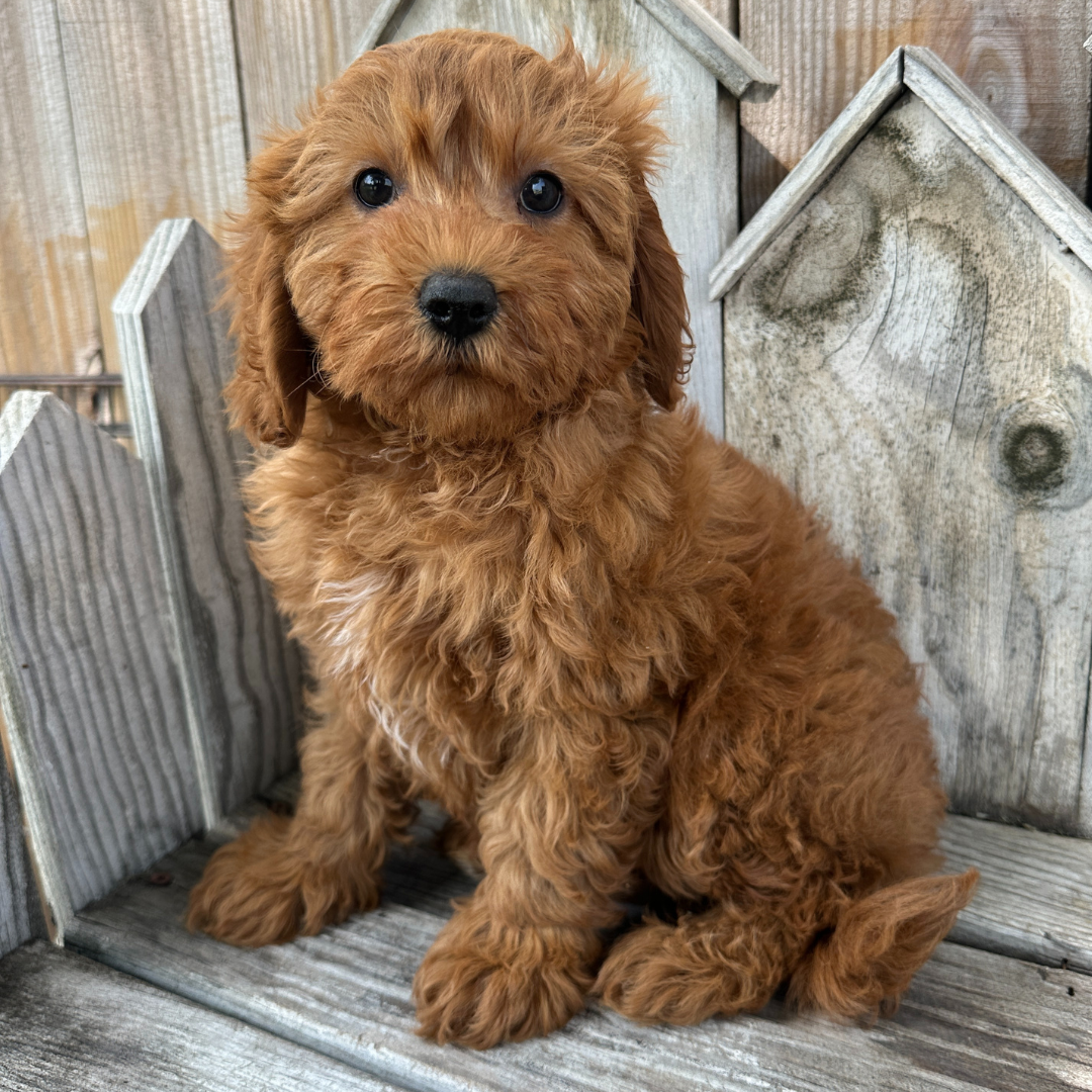 Cavapoo-Puppies