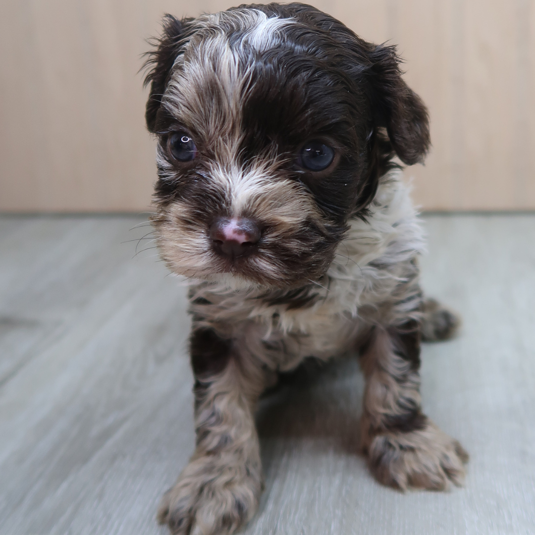 Chocolate-Merle-Cavapoos