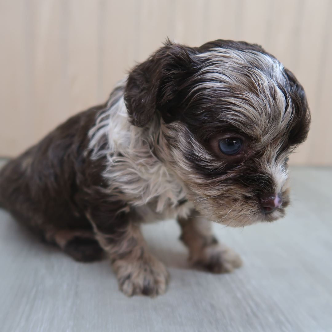 Chocolate-Merle-Cavapoos