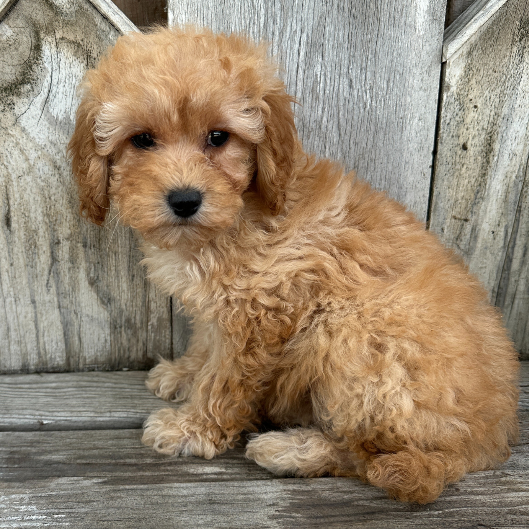 Cavapoo-Puppies