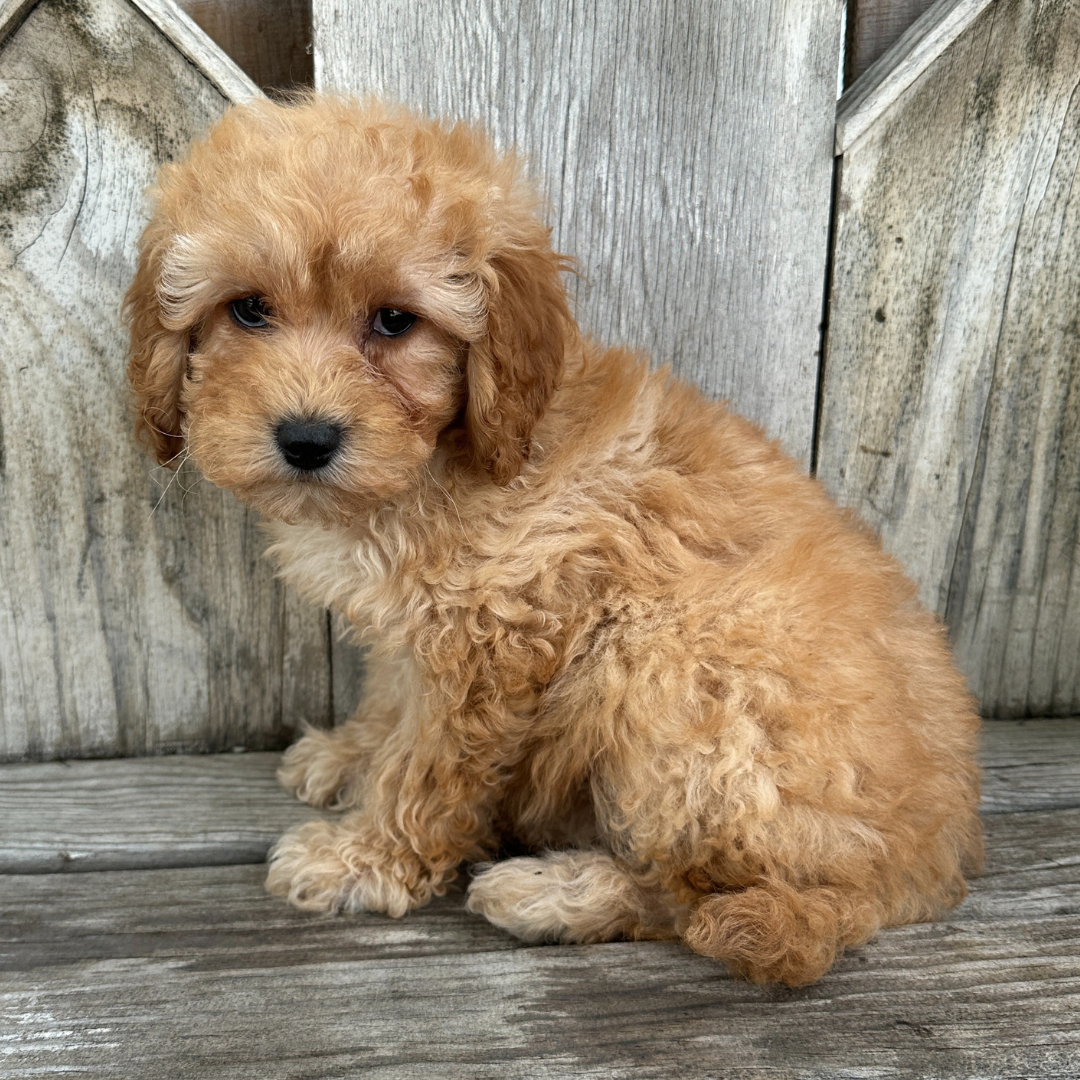 Cavapoo-Puppies