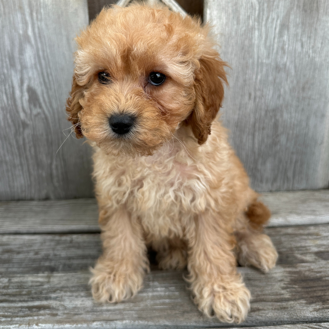 Cavapoo-Puppies