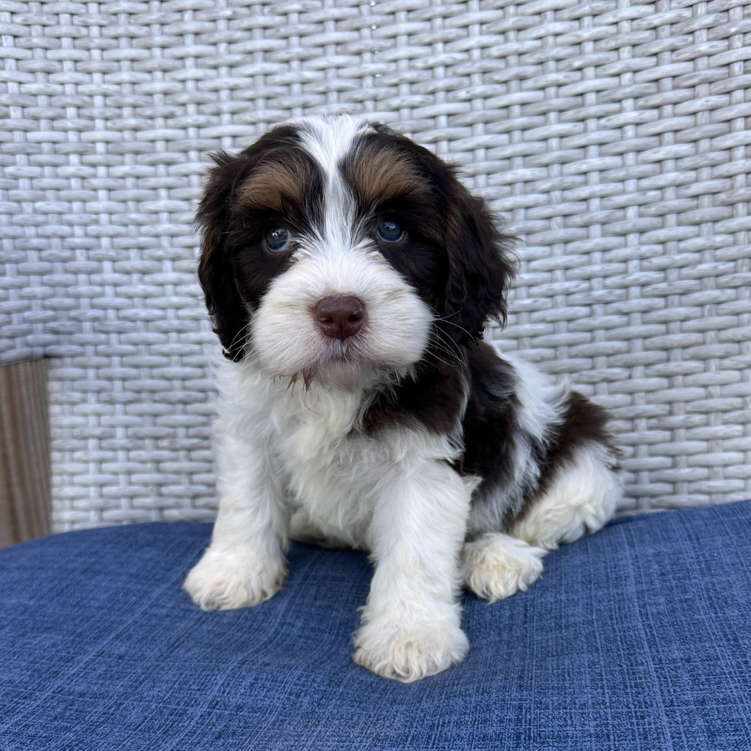Chocolate-Cavapoo