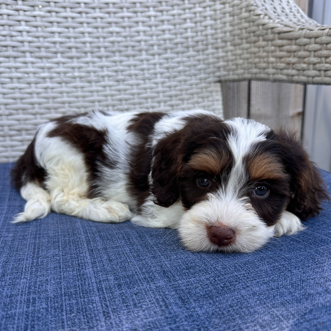 Chocolate-Cavapoo
