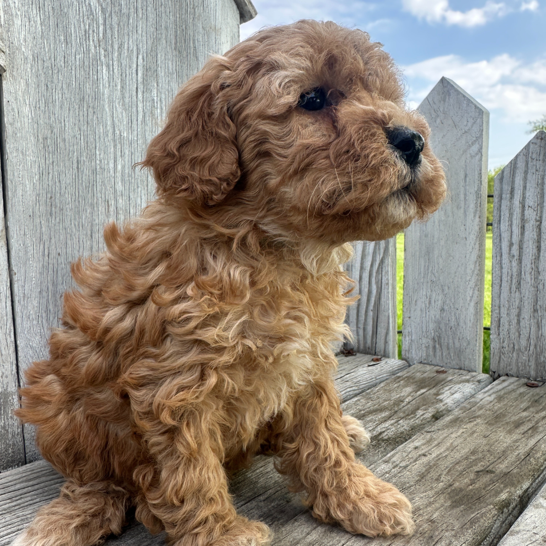 Pepper