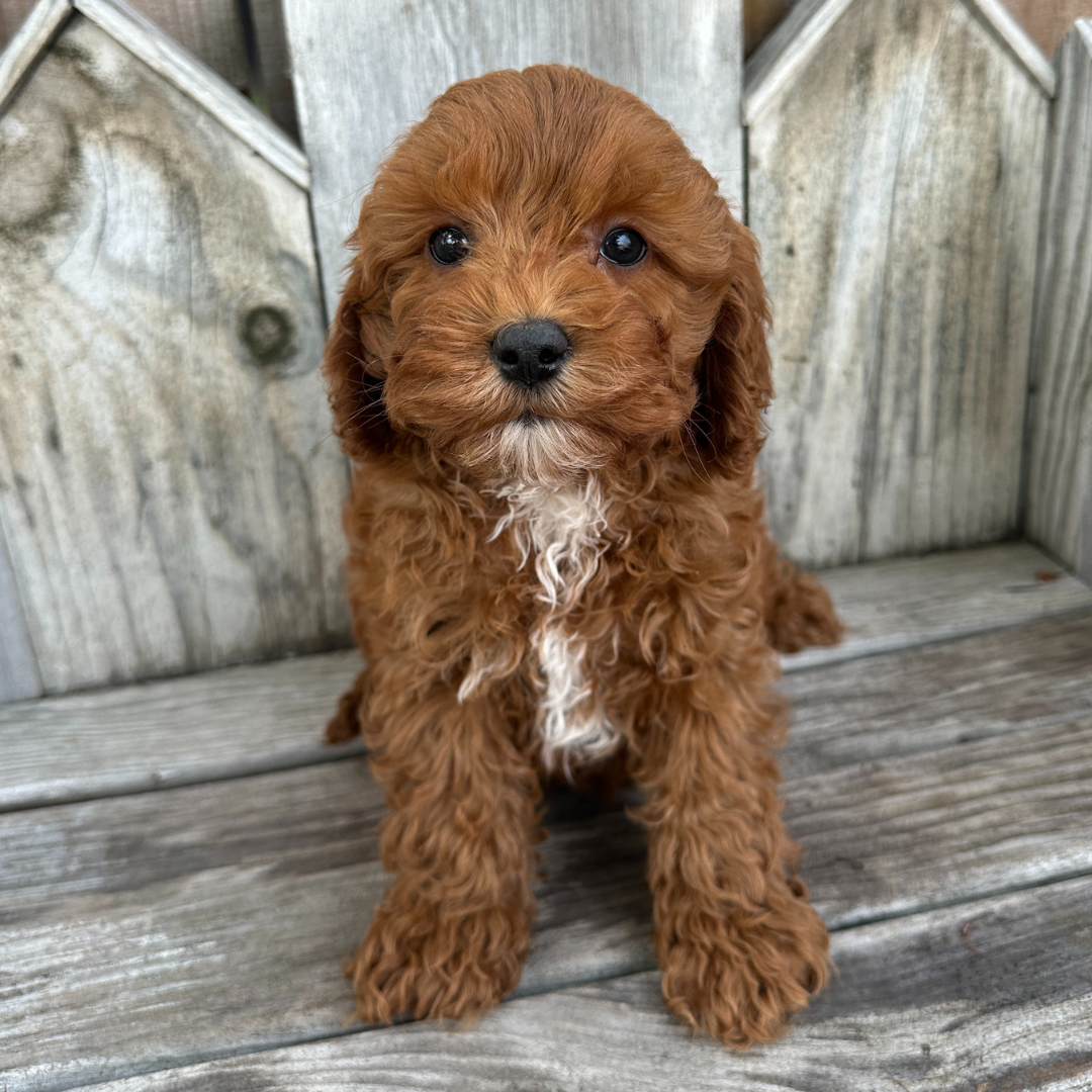 Cavapoo-Puppies
