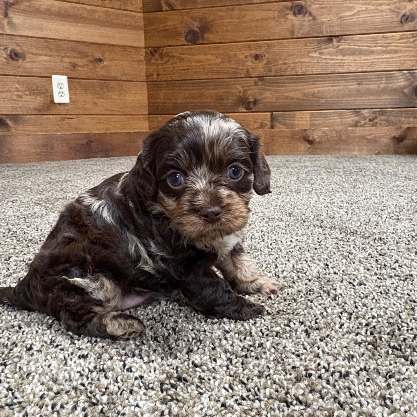 Chocolate-Merle-Cavapoo