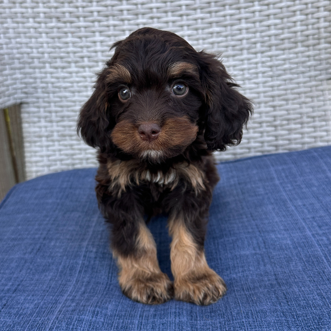 Chocolate-Cavapoo