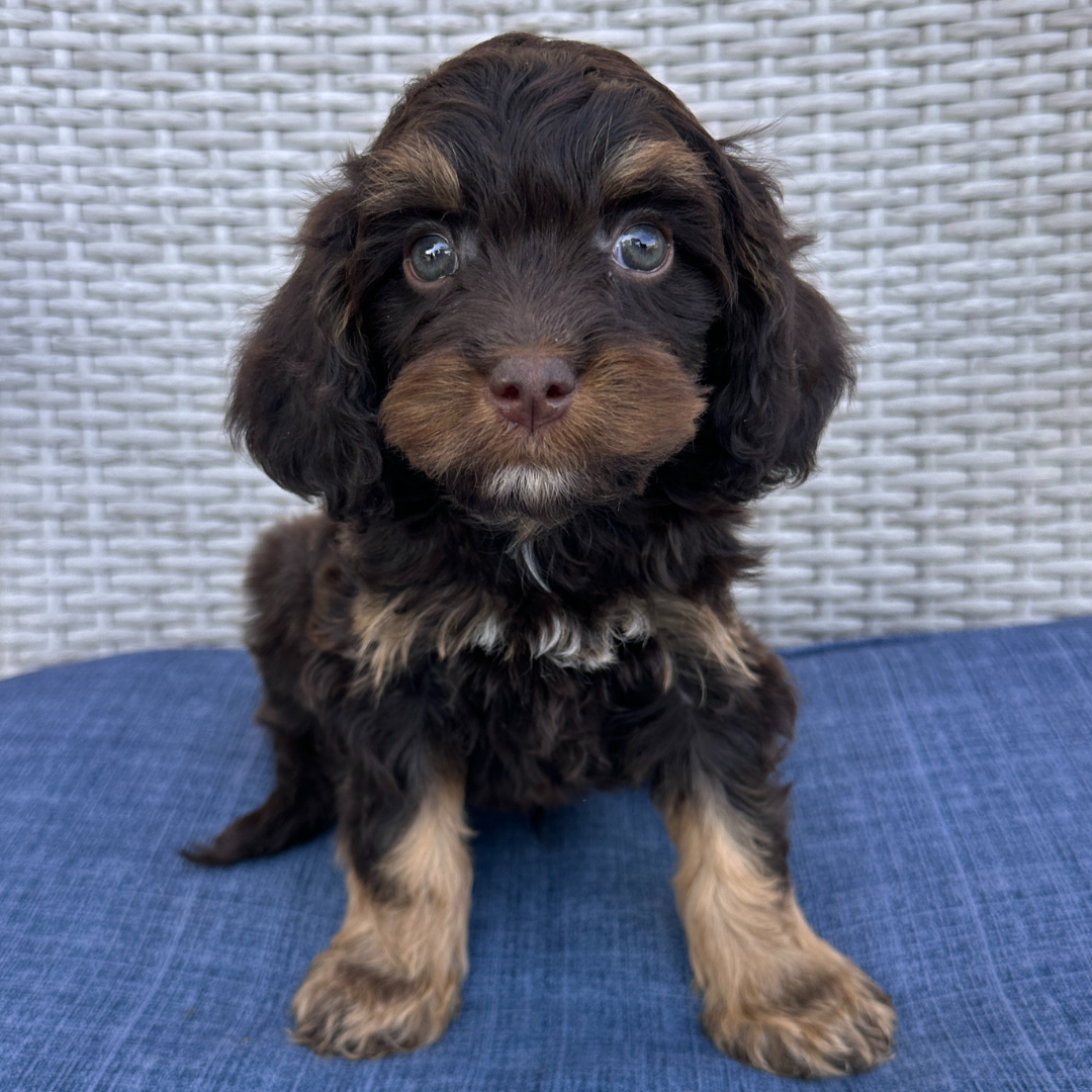 Chocolate-Cavapoo