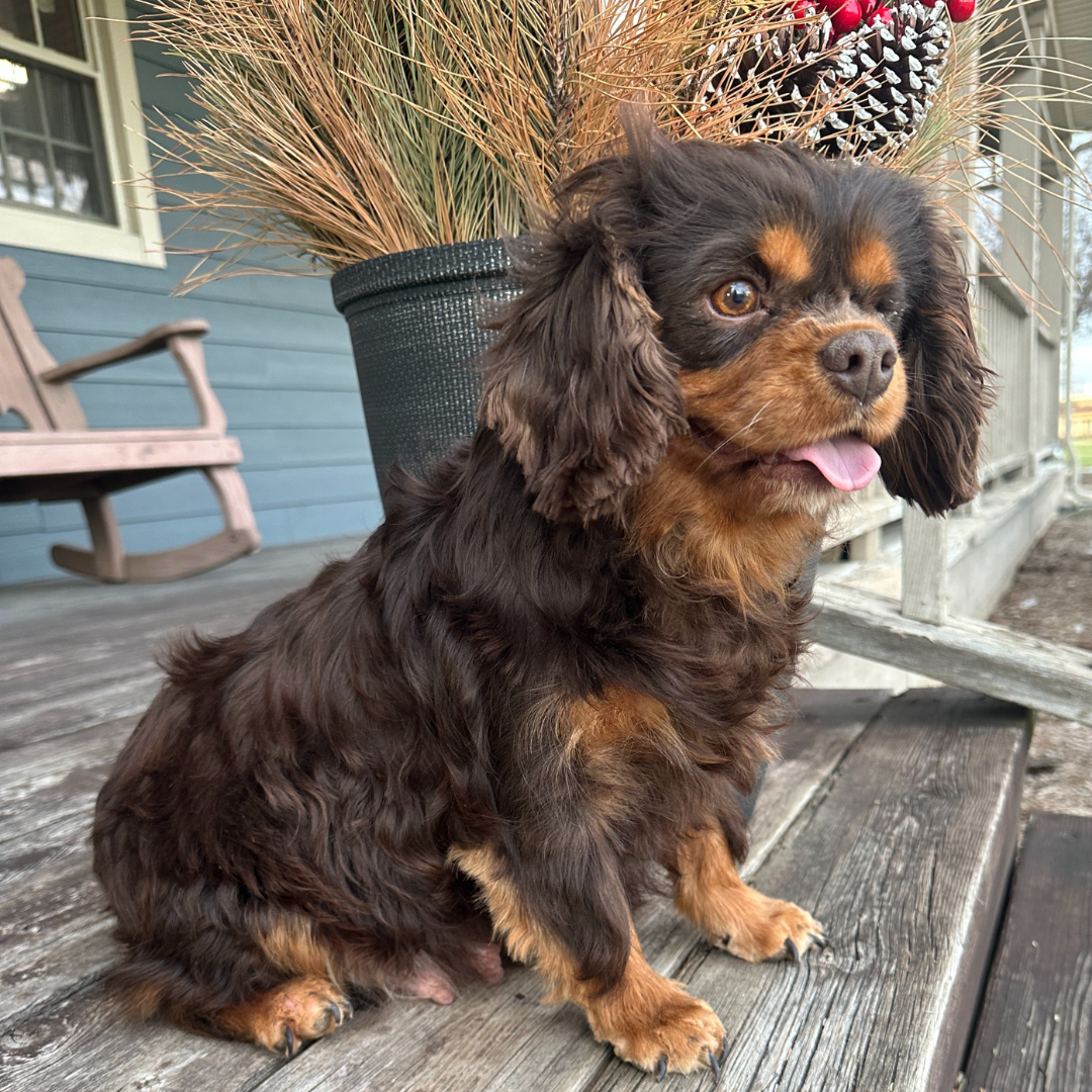 Cavalier-King-Charles-Spaniel