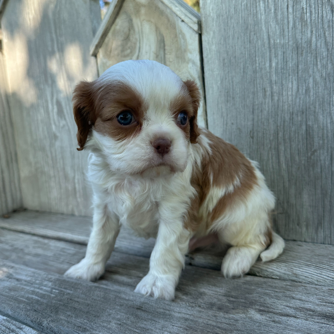 Cavalier-Puppies