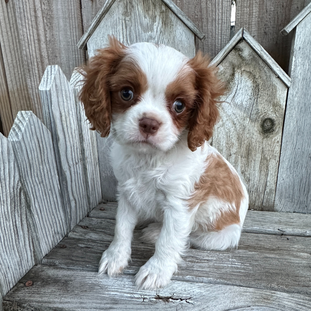 Best-Cavalier-Breeder