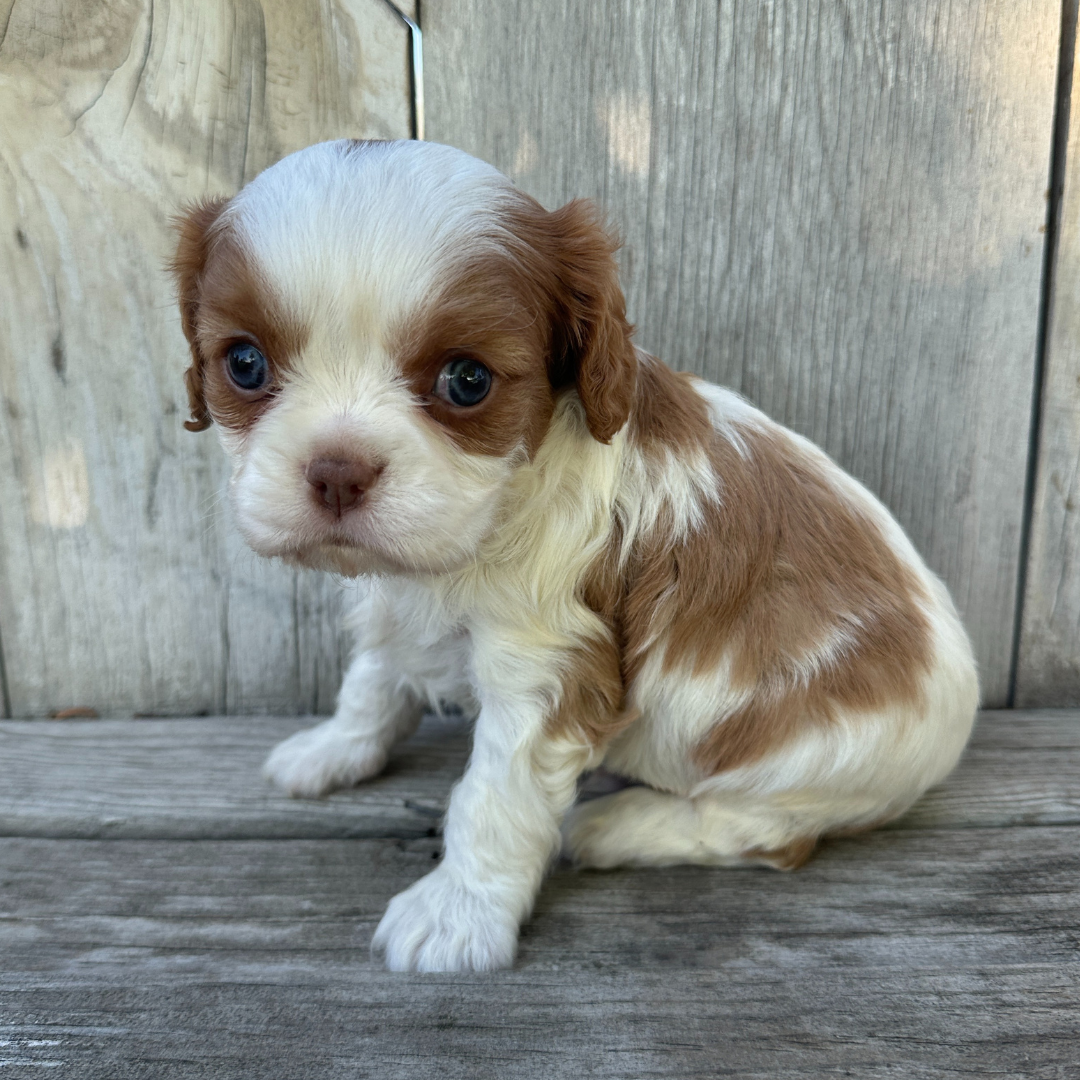 Cavalier-Puppies