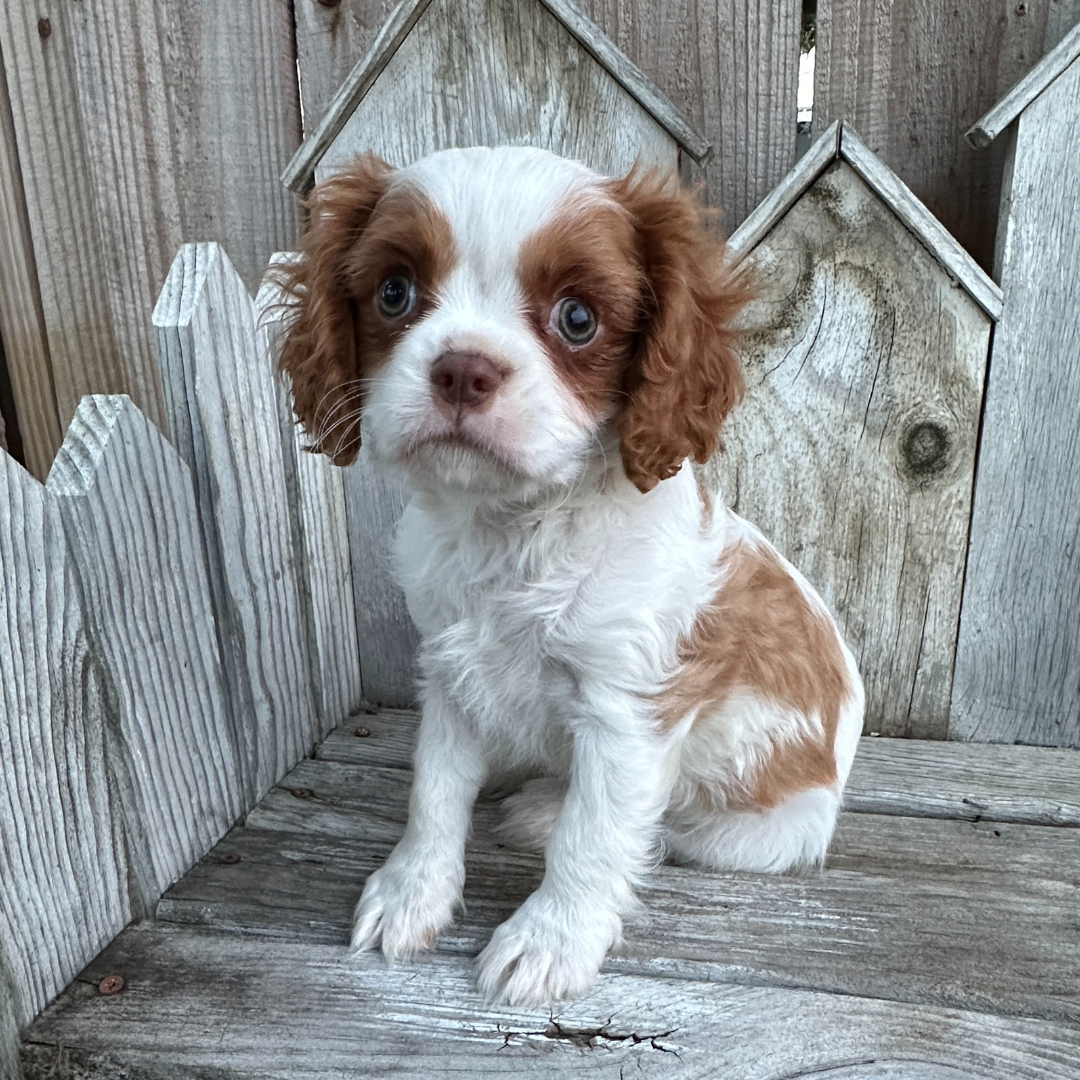 Best-Cavalier-Breeder