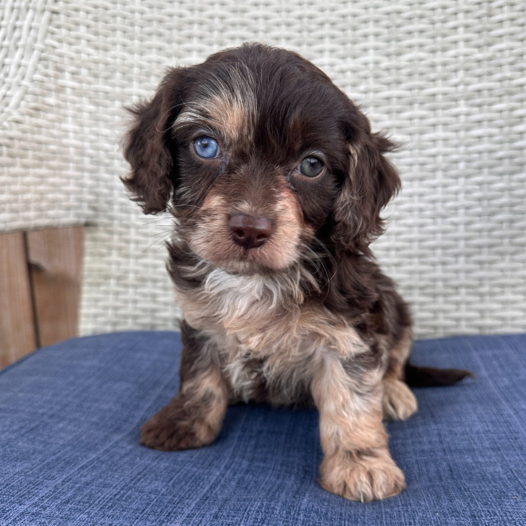 Chocolate-Merle