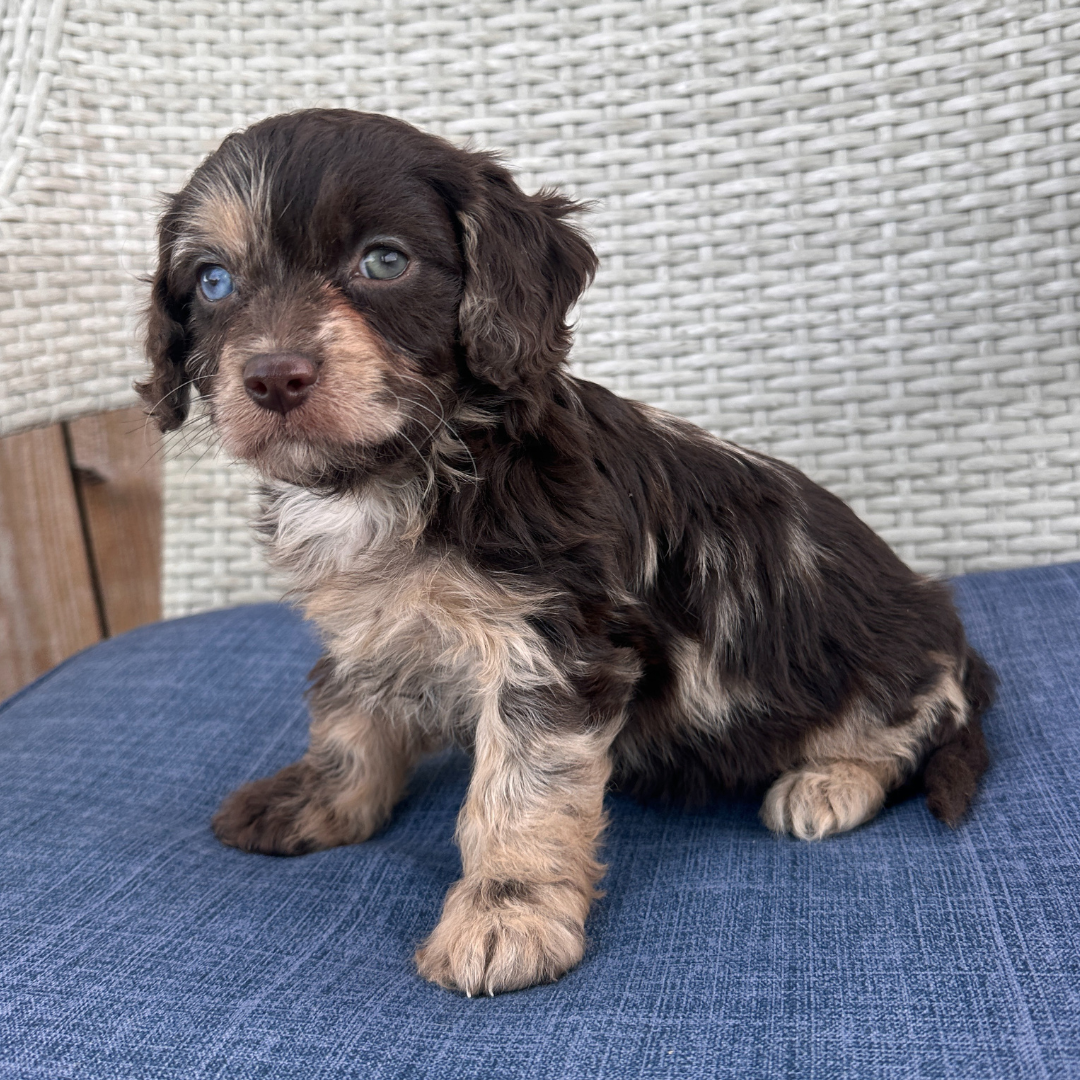 Chocolate-Merle