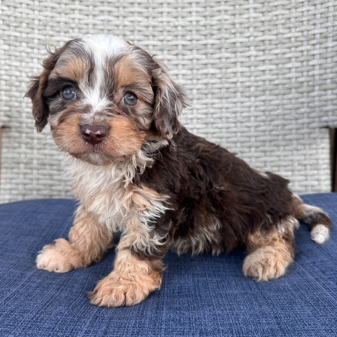 Chocolate-Merle-Pups