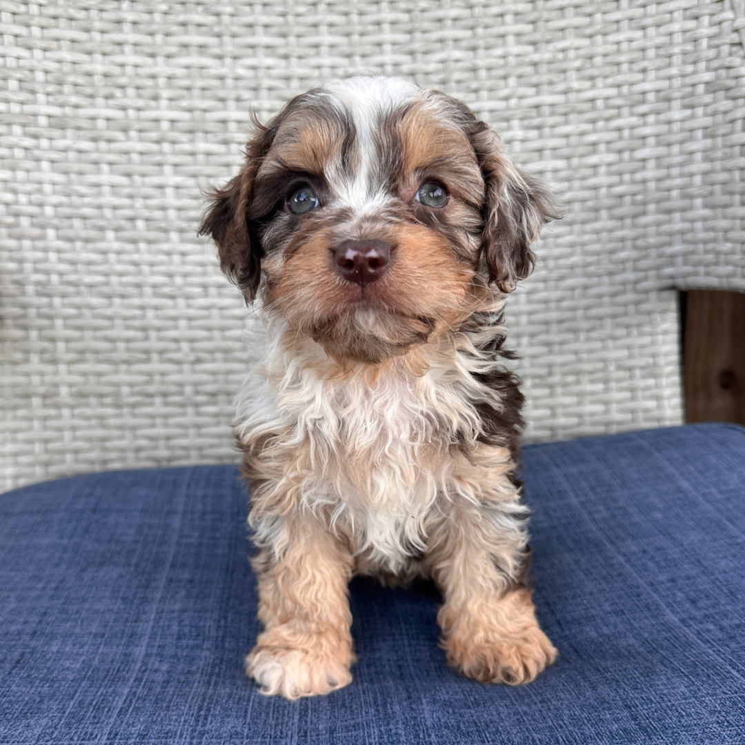 Chocolate-Merle-Pups