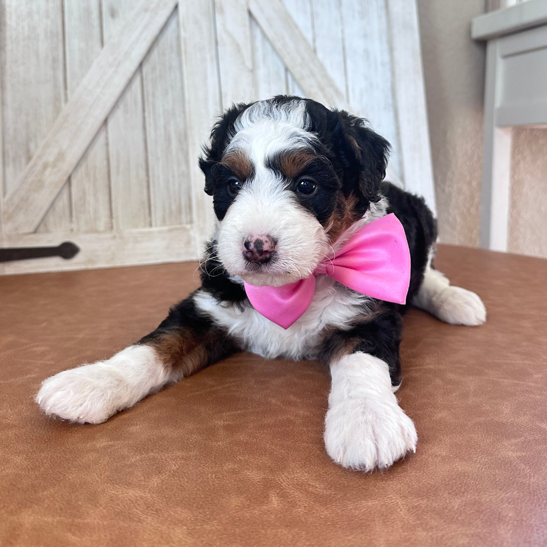 Mini-Bernedoodles-Puppies