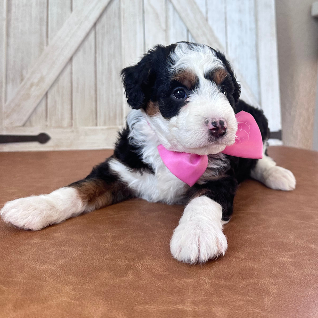 Mini-Bernedoodles-Puppies