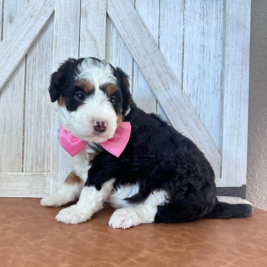 Mini-Bernedoodles-Puppies