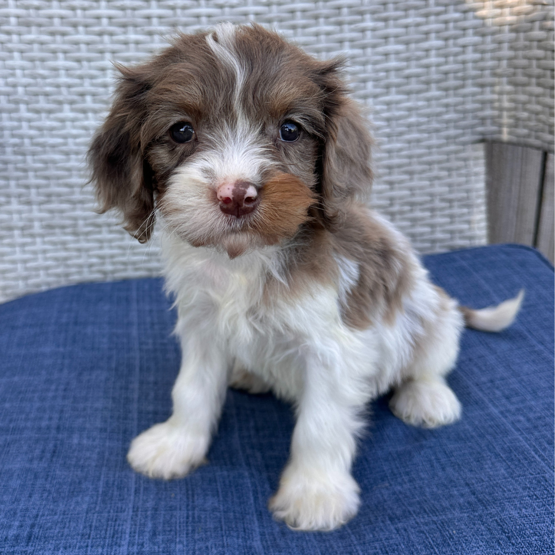 Chocolate-Merle-Cavapoo
