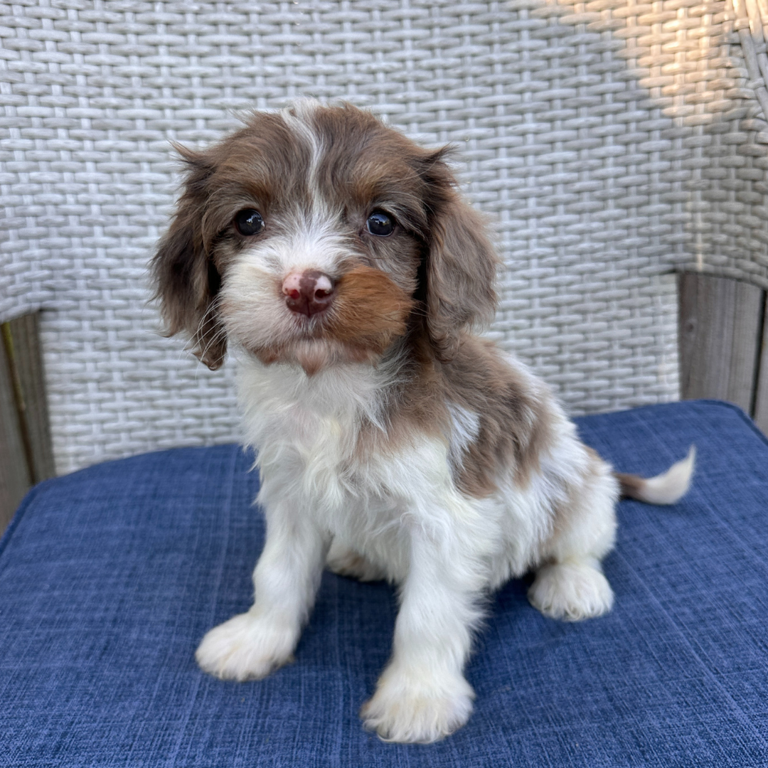 Chocolate-Merle-Cavapoo