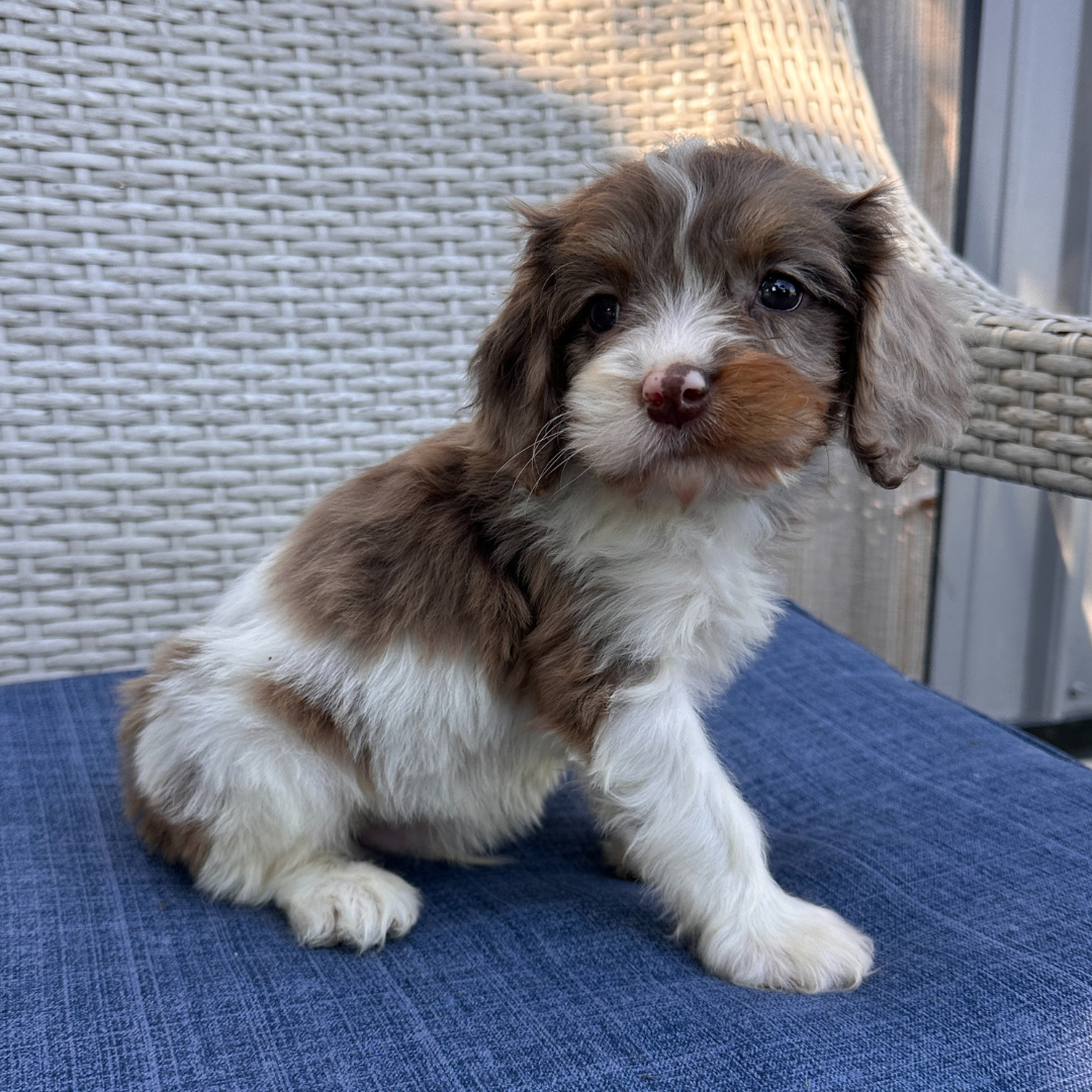 Chocolate-Merle-Cavapoo